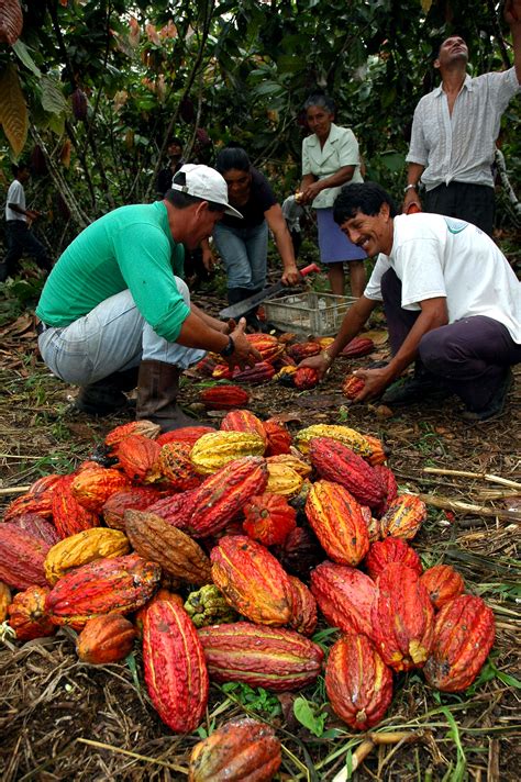 Free Picture Farmers Ecuadorian Amazon Harvest Process Cocoa Beans