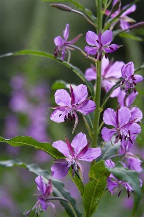 Chamaenerion Blooming Pink Flowers Of The Willowherb Angustifolium