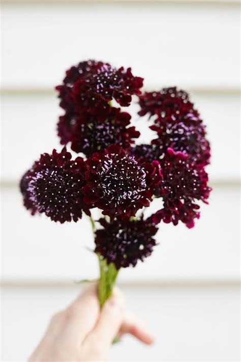 Scabiosa Black Knight Pincushion Flower X 40 Seeds Veggie And Flower