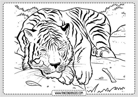 Dibujo De Tigre Para Imprimir Y Colorear Rincon Dibujos