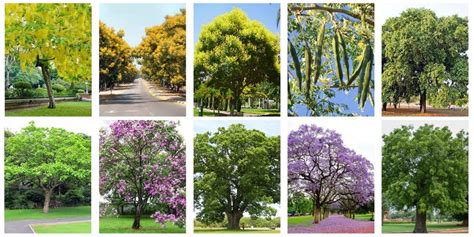 Types Of Indian Trees With Names