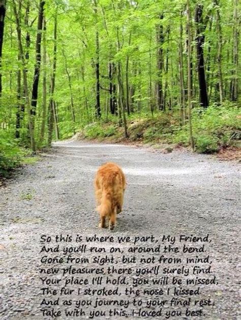 Goodbye Old Friend Loss Of A Beloved Pet Dogs Animal Quotes Pet
