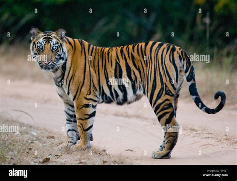 Wild Bengal Tiger Standing On The Road In The Jungle India