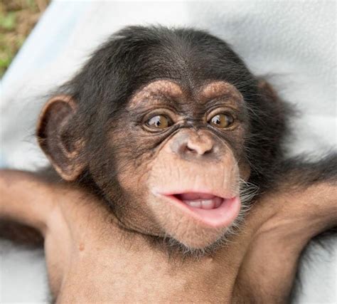Primates On Twitter Hm No Armpit Hair