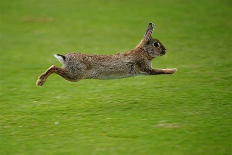 Bunny Hop Heres Genetic Reason Why Some Animals Leap Science Times
