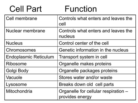 Animal Cell Definition Functions And Structure Learn Biology