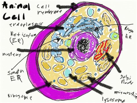 At the start of any artwork, settling on your choice of medium is. animal cell coloring picture : Biological Science Picture ...