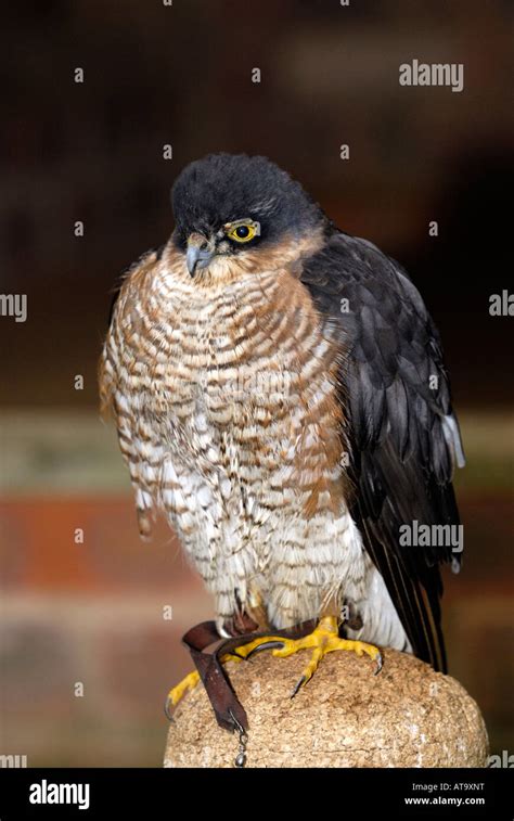 The National Birds Of Prey Centre Newent Gloucestershire Uk Stock