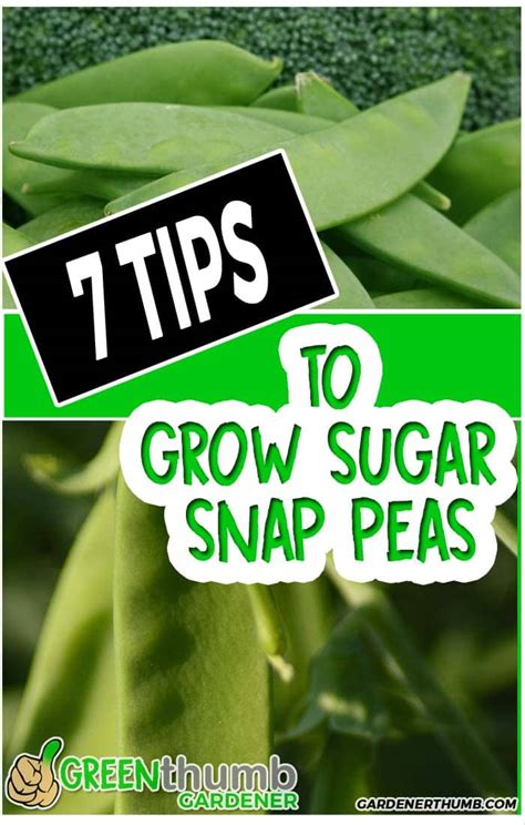 Growing Sugar Snap Peas 7 Tips For Healthy Plants