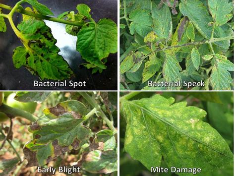 Facts In Depth Vegetable Disease Facts
