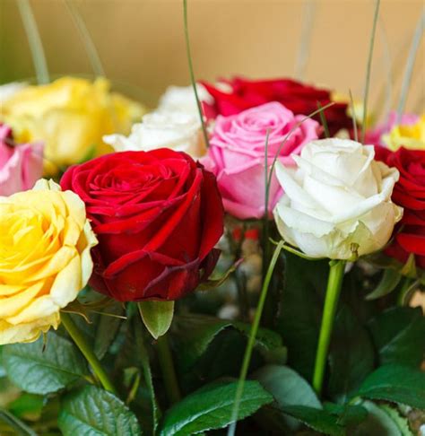 Download Kumpulan 81 Gambar Bunga Mawar Berwarna Hd Terbaru Gambar