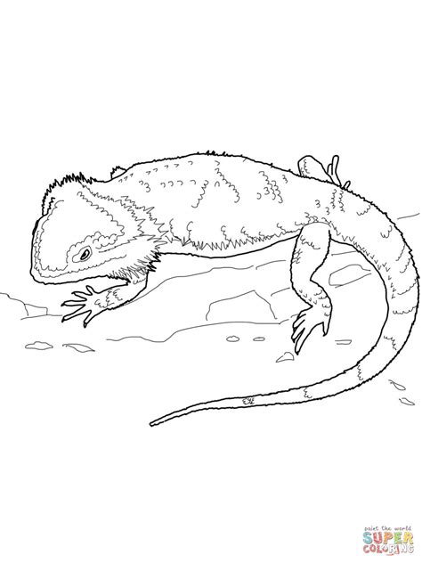 Bearded Dragon coloring page | Free Printable Coloring Pages