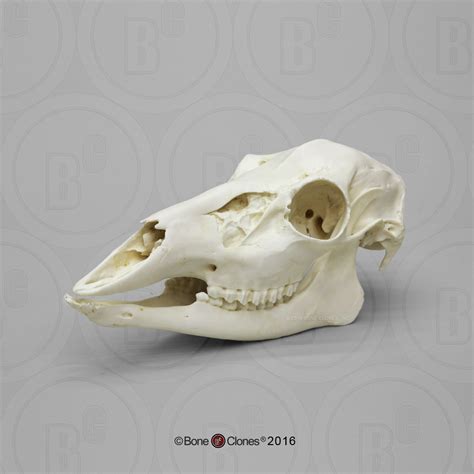 White Tailed Deer Doe Skull Bone Clones Inc Osteological