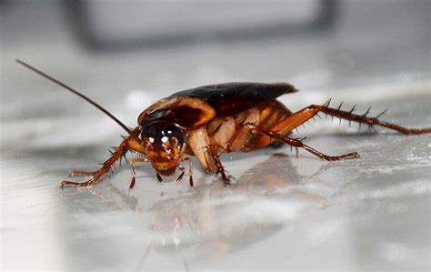 Blog How Cockroaches In Your Houston Home Are More Dangerous Than You May Think