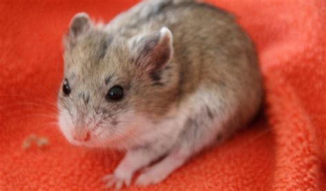 Campbells Dwarf Hamster Facts Information And Pictures