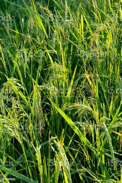 Green Rice Tree On The Rice Field Stock Photo Download Image Now