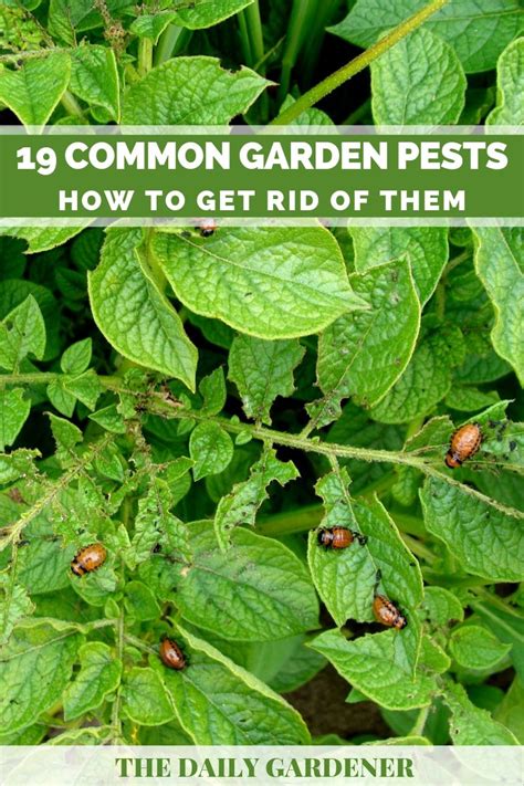 How To Deal With Pests In The Garden Common Garden Pests And Bugs
