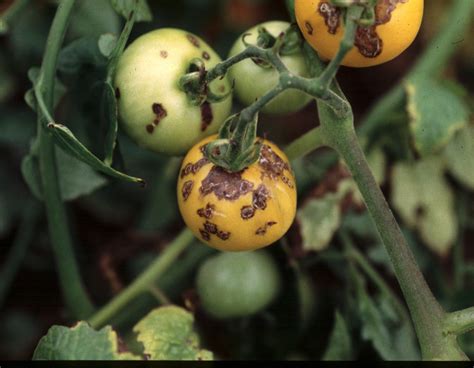 Common Tomato Diseases And Disorders Got Pests Board Of Pesticides