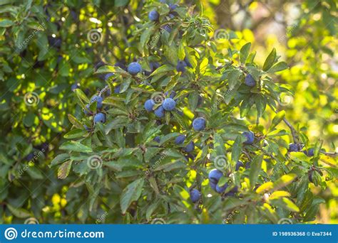 Prunus Spinosa Called Blackthorn Or Sloe Blue Berries Of Blackthorn