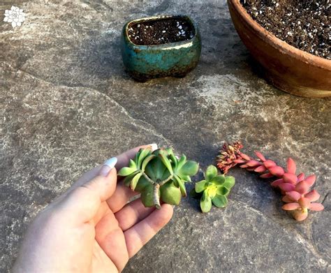 How To Grow Succulent Cuttings The Succulent Eclectic Succulent