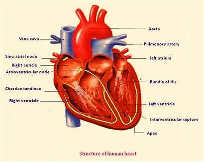 Heart Diagram Human Unlabelled Labeled Unlabeled Anatomy