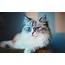 Fluffy Cat Dreaming  HD Desktop Wallpapers 4k