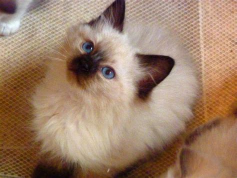 Purebred and designer kittens for sale in the westchester, new york, long island and nyc area. BALINESE KITTENS (LONG HAIR SIAMESE) REGISTERED R.E.F.R ...