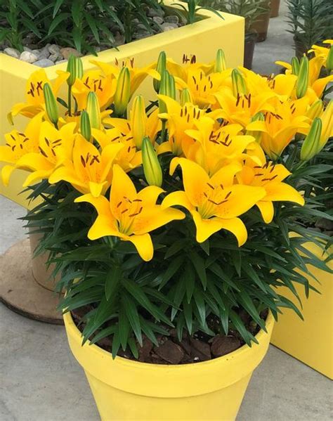 Lilium Asiatic Pot Lily Looks Bloom Extensions Yellow From Growing