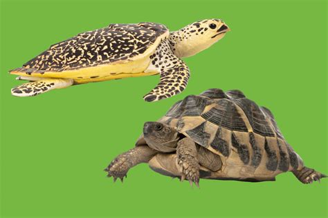 Turtle And Tortoise Whats The Difference Home And Roost