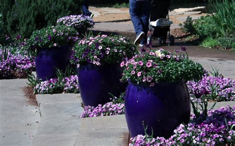 Three Blue Flower Pots Outdoor Flowers Container Gardening Flowers