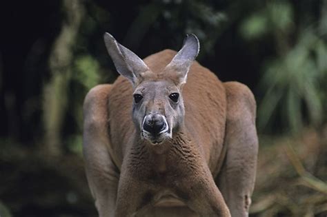 What Animals Live In Oceania Worldatlas