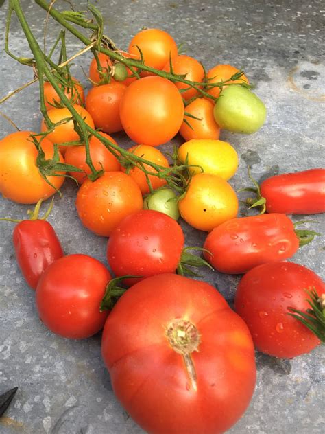 The 9 Best Quick Ripening Tomatoes To Plant In Your Northwest Gardens