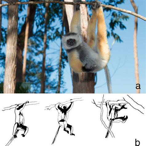 Pdf The Hands Of Subfossil Lemurs