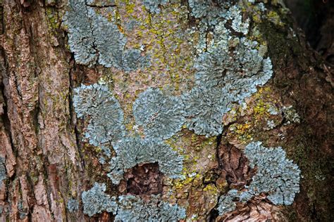 Lichen And Moss On Bark Of Tree Free Stock Photo Public Domain Pictures