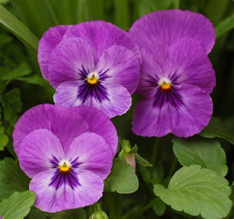 Slikapansy Viola X Wittrockiana Purple Cultivar Flowers 2081px