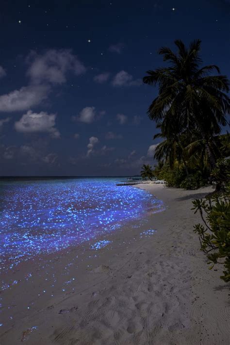 This Maldives Beach Glows Shimmers Naturally At Night Photos Inside