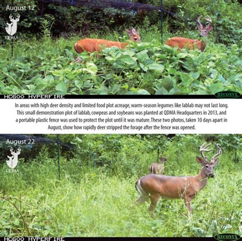 Food Plot Species Profile Lablab National Deer Association Food Plot Food Plots For Deer