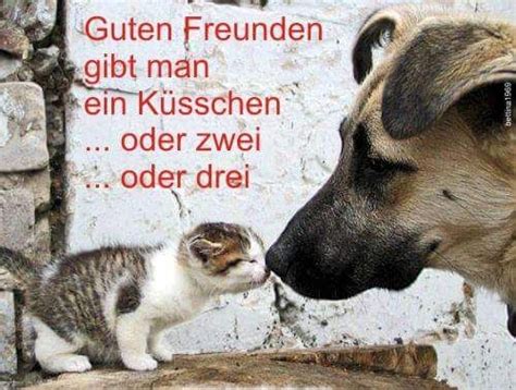 Explore and share the best profile picture gifs and most popular animated gifs here on giphy. Pin von Tessa Christine auf Katzen | Pinterest | Katzen ...