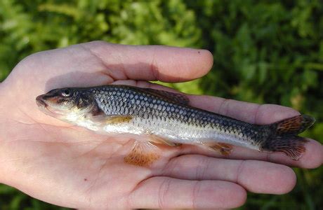 Rutte (fisch), einen knochenfisch (quappe). Gründling (Fische) | Gobio gobio | Naturführer online