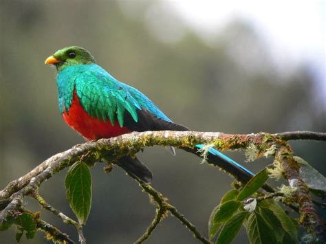 Pinceladas Actuales El Quetzal Ave Nacional De Guatemala