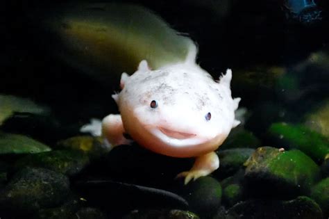 Do Salamanders Make Good Pets 6 Popular Pet Salamander Species