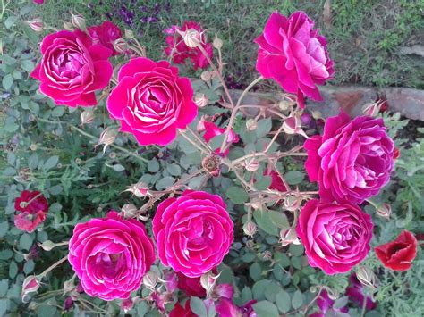 Desi Indian Red Roses 1600×1200 Flowers Rose Plants