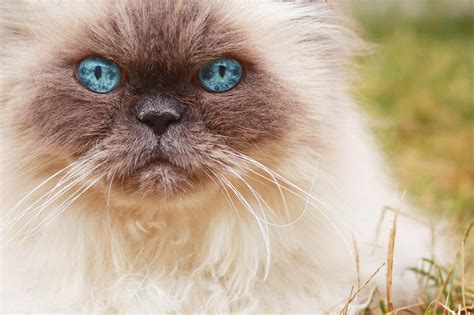 Cats With Blue Eyes Breeds Names And General Information Cat World