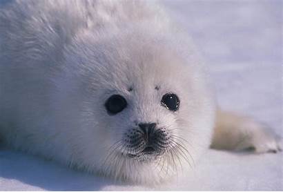 Seal Seals Harp Pup Harpseals Ifaw Whitecoat