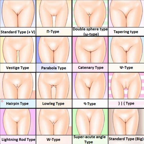Tipos De Agujeritos Vaginas Testeropedia