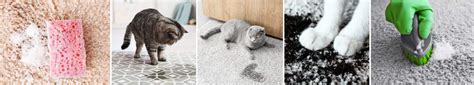 Complete Guide 101 On How To Stop Cat From Peeing On Carpet