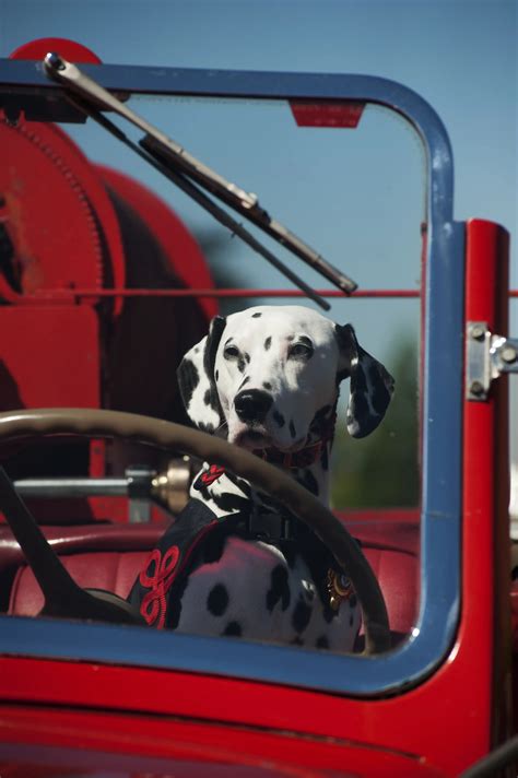 Dalmatians Fire Dogs Imagenored