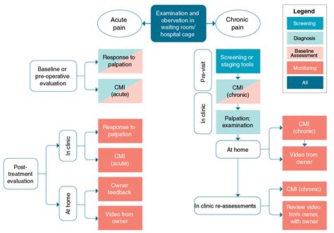 Flow Diagram For Acute And Chronic Pain Assessment In Dogs