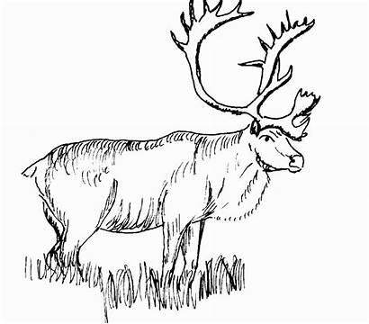 Coloring Animal Pages Realistic Printable Deer Caribou