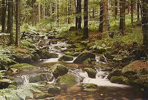 Wooded Stream Wall Mural 3957
